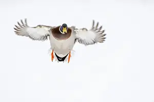 Flying mallard (anas platyrhynchos) in the snow