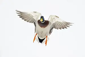 Flying mallard (anas platyrhynchos) in the snow