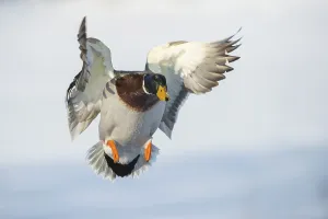Flying Mallard ( Anas platyrhynchos) in winter