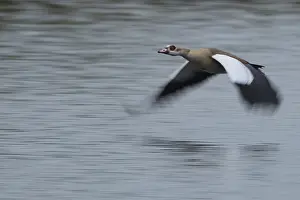 Flying Nile Goose (Alopochen aegyptiaca)