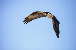 Flying osprey Pandion haliaetus on Marco Island