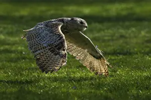 A flying owl glides close to the ground over a green meadow in the shade
