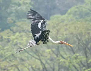 Flying painted stork