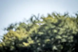 Flying Pied kingfisher in the Kruger National Park