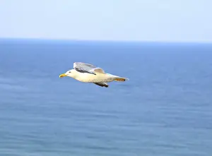 Flying seagull against the blue sea. Close-up