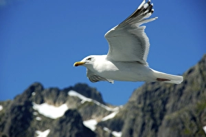 Flying seagull Lofoten Norway