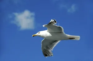 Flying seagull Lofoten Norway