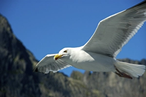 Flying seagull Lofoten Norway