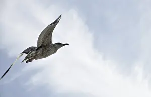 Flying seagull, seagull, bird, flight