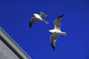 The flying seagulls on a background of clear blue sky