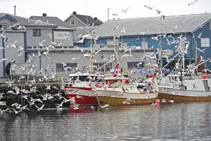 Flying seagulls in the fishing harbour of Batsfjord