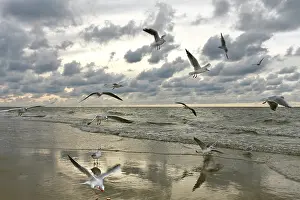Flying Seagulls on Sunset