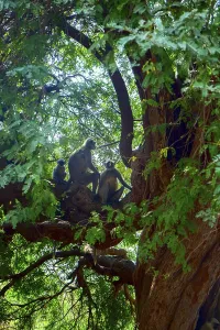 Flying soldiers of monkey God Hanuman 1