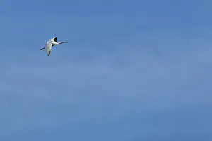 Flying spoonbill (Platalea leucorodia)