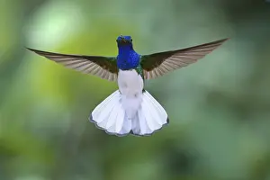 Flying White necked Jacobin (Florisuga Mellivora)