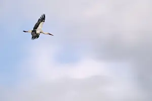 Flying white stork (Ciconia ciconia)