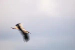 Flying white stork (Ciconia ciconia)