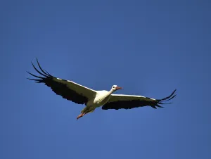 Flying white stork (Ciconia ciconia) close up of blue sky