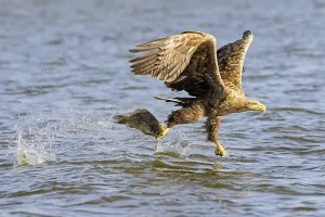 Flying white-tailed eagle (Haliaeetus albicilla) catches large fish from the water