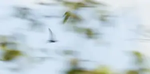 Flying wood pigeon (Columba palumbus)