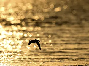 Flying woodcock (Limosa lapponica) in backlight on the beach