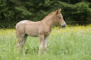 Foal of an Arab-Haflinger Mare and Appaloosa Stallion