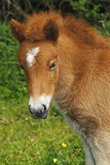 Foal, Icelandic horse, (Equus islandicus)