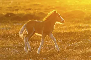 Foal, Icelandic horse (Equus islandicus)