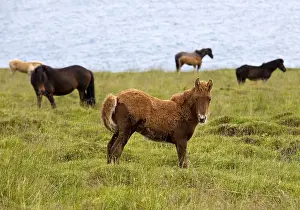 Foal with partial foal coat in the herd