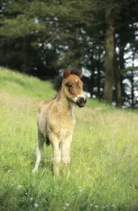 Foal on a pasture during summer