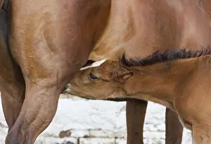 Foal sucking the mare in the field