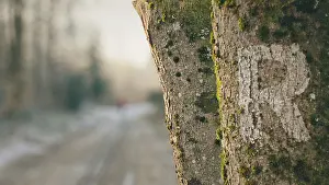The focus is on tree bark covered with moss