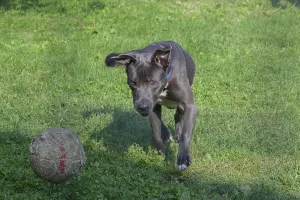 A focused black dog chasing a soccer ball on a lawn