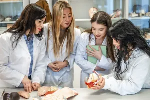 Four focused medical students examining anatomical models in university laboratory