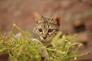 A focused tabby kitten surrounded by greenery and small pink flowers with a brick wall background