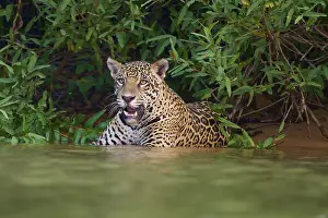 A focussed jaguar stands in the water at the edge of the forest