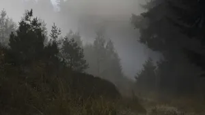 Fog