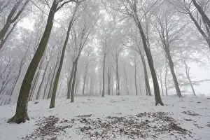 Fog in the beech (Fagus sylvatica) forest