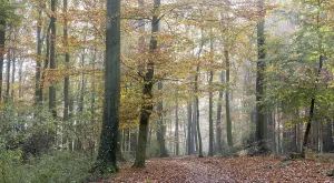 Fog in the beech forest