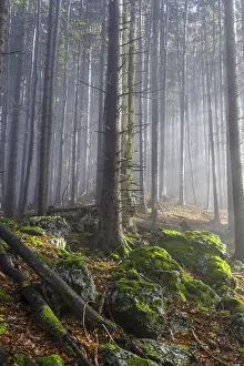 Fog and beech forest, ascent to the Laerlkogel