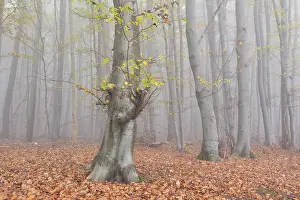 Fog in beech forest, autumn, Jasmund National Park