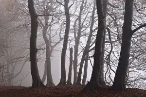 Fog in beech forest, autumn, Jasmund National Park