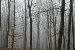 Fog in a beech forest in winter without snow and leaves