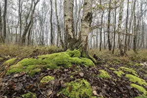 Fog in birch quarry forest (Betula pendula)