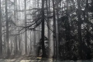 Fog in the coniferous forest, Emsland