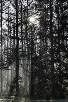 Fog in the coniferous forest, Emsland