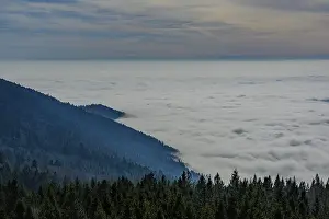 Fog covers a hilly forest landscape with fir trees