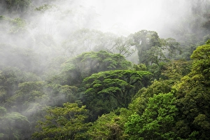 Category Mountain Landscapes Prints: Fog drifts through the rainforest