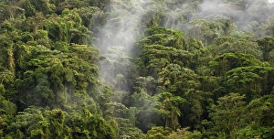 Fog drifts through the rainforest