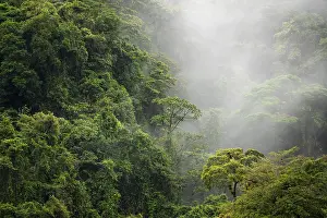 Fog drifts through the rainforest